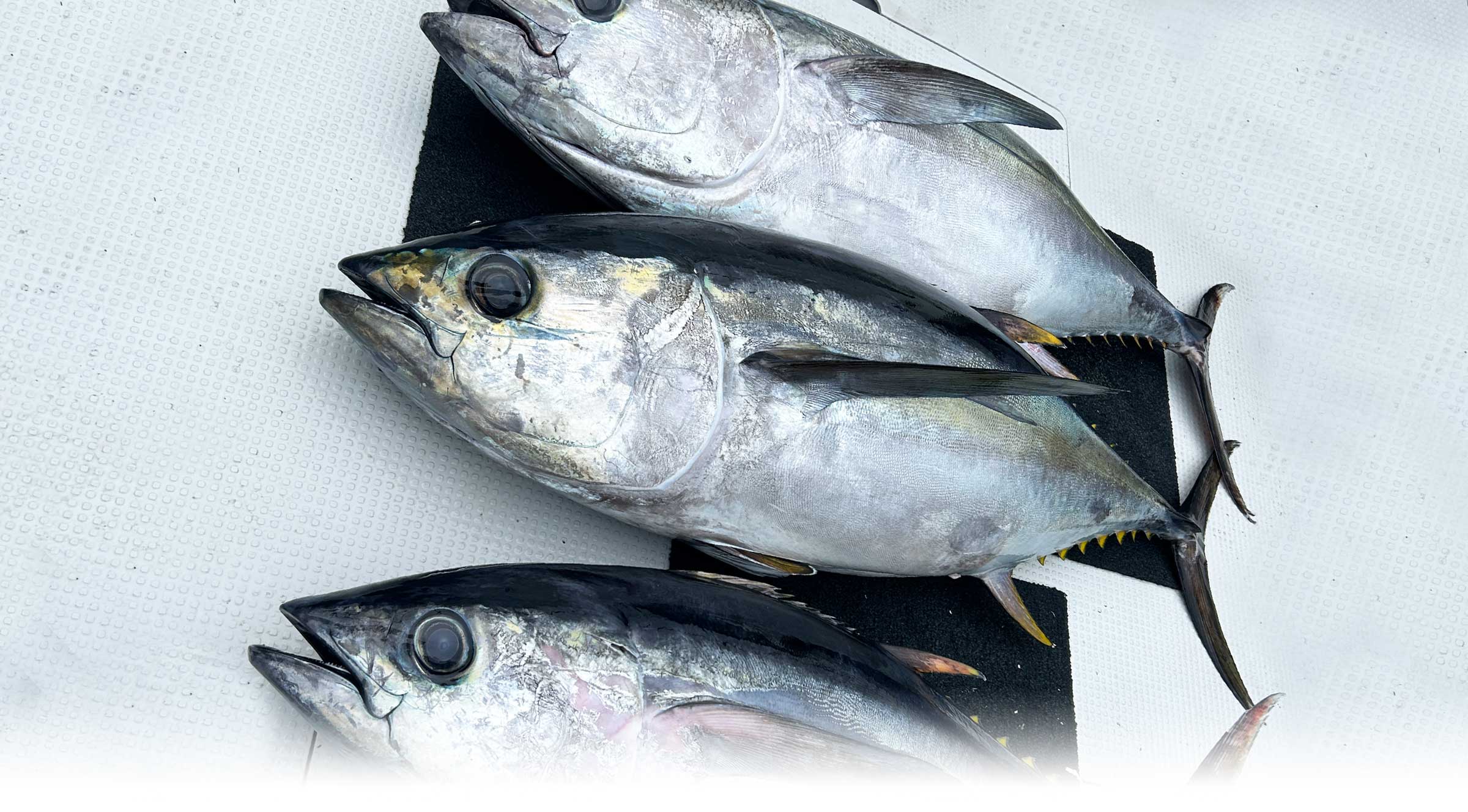 岡山発 遊漁船 暁
